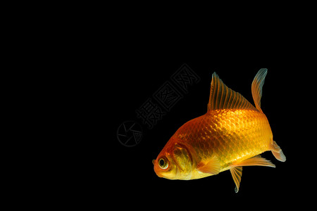 Carp 金金鱼白色宠物金子背景图片