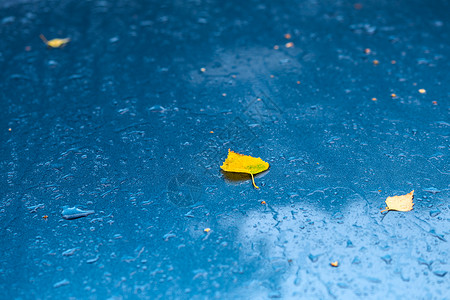 秋雨晨湿的海蓝宝石蓝色金属汽车表面 黄桦叶 — 蓝光选择性聚焦背景图片