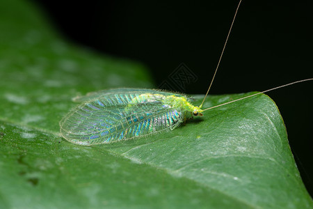 大型昆虫翅膀眼睛叶子背景图片