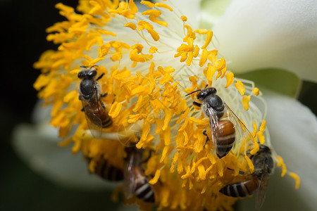 带花朵的蜜蜂宏观规模昆虫绿色黄色背景图片