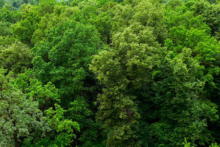 夏季绿色菩提树森林固体树叶图案背景的顶部旅行植物群墙纸日光植物木头生长荒野叶子场景背景图片