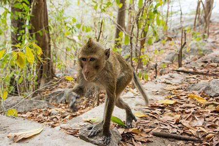 野外的猴子婴儿动物乌布森林高清图片