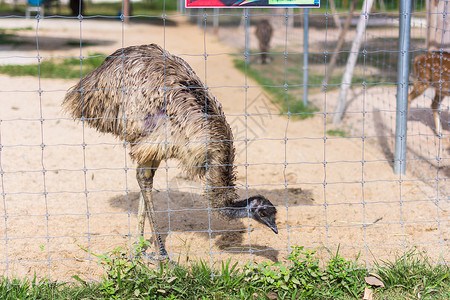 动物园的Ostrich野生动物动物荒野背景图片