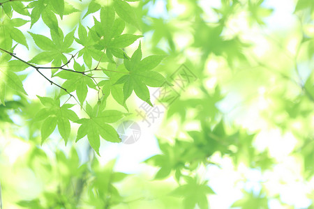 青木树木美丽的高清图片