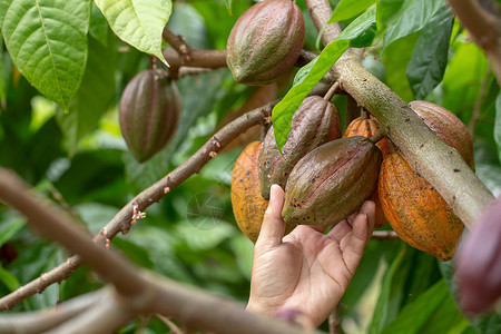 成熟的树Cacao水果 新鲜可可鲜椰子手到手 树上可可豆巧克力雨林可可植物食物热带收成情调拉丁种植园背景