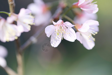 樱花 樱花花风景蓝色公吨白色游客天空季节花园粉色背景图片