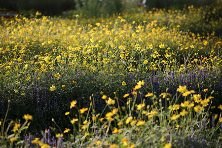 平价黄色花园蓝色晴天天空植物群雏菊场地阳光花瓣太阳植物背景图片