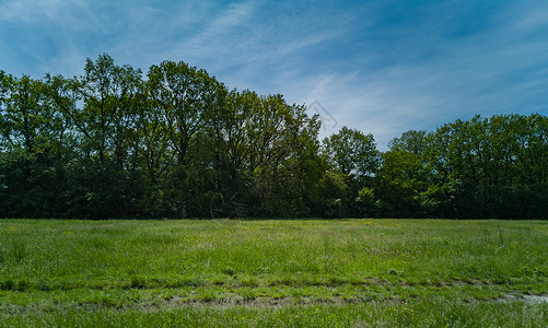 在高树和蓝云天空附近用干枯树清绿背景图片