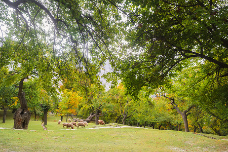夏季秋夏绿田公园花园有机果园高清图片