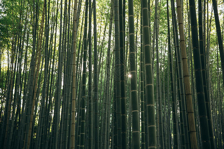 日本竹竹林背景 有电影古老风格的电影高清图片