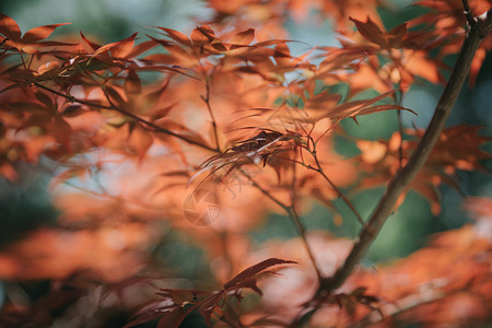 电影风格中的日本红枫叶红色季节植物学橙子树叶森林黄色白色背景图片