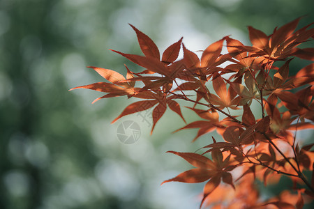 电影风格中的日本红枫叶红色树叶森林植物学白色橙子季节黄色背景图片