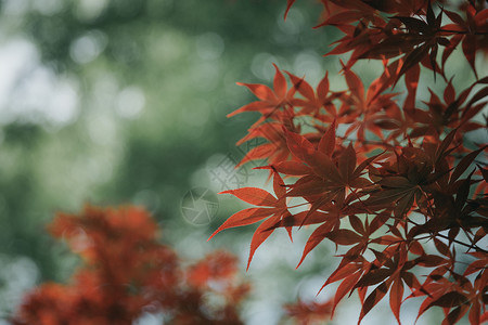 电影风格中的日本红枫叶黄色森林红色季节白色树叶橙子植物学背景图片