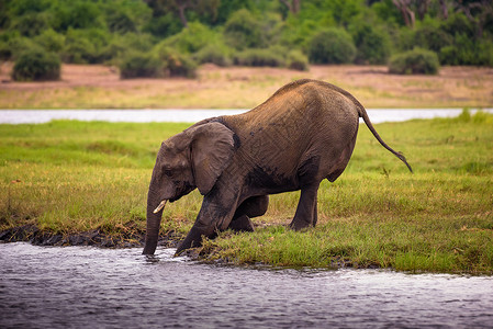 进食中大象三角洲雨林高清图片
