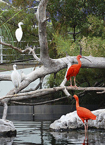反间谍树枝上几个红红色的ibis背景