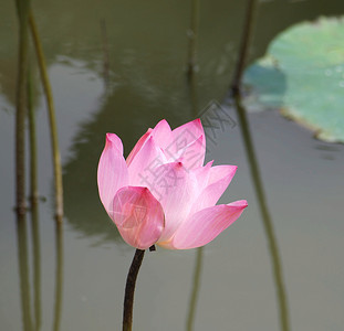 粉红水阴影叶子诞生池塘生活花瓣粉色阳光背景图片