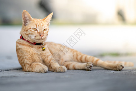 黄猫趴在一边 眼睛半闭着水泥小猫懒猫虎斑猫眼毛皮动物休息房子宠物背景图片