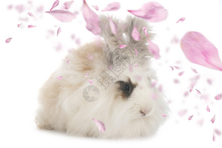 英语安古拉兔子工作室宠物动物长发白色背景图片