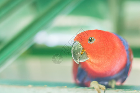 动物园中的鹦鹉动物彩福金刚鹦鹉背景图片