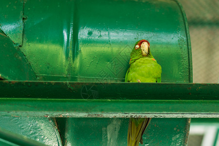 动物园中的鹦鹉彩福金刚鹦鹉动物背景图片