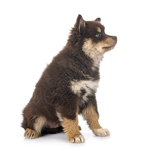 工作室的芬兰Lapphund动物棕褐色宠物小狗棕色黑色背景图片
