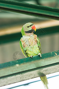 动物园中的鹦鹉彩福动物金刚鹦鹉背景图片