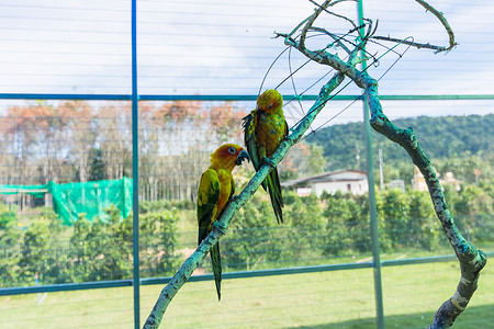 动物园中的鹦鹉动物金刚鹦鹉彩福背景图片