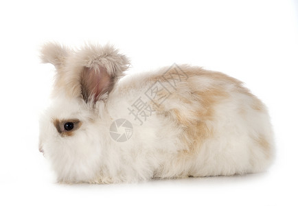 英语安古拉兔子白色宠物工作室动物长发背景图片