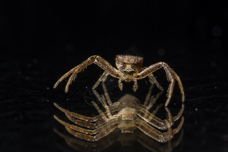 玻璃上的宏蜘蛛动物黑色宏观高清图片