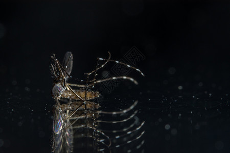 长蚊子死亡登革热白色宏观疾病插件发烧高清图片
