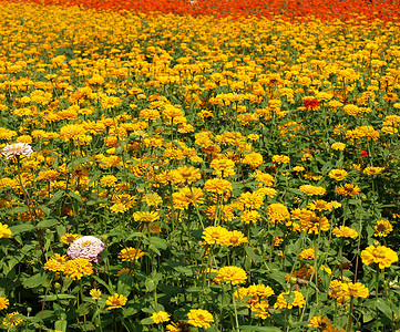 色彩多彩的金色花朵场地花瓣树叶农业红色园艺紫色绿色黄色背景图片