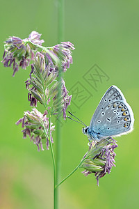 蓝蝴蝶Lycaenidae高清图片