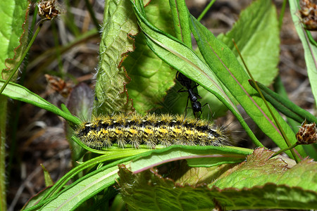 黄黑色毛毛虫和草地上的蚂蚁害虫宏观蝴蝶动物毛虫背景图片