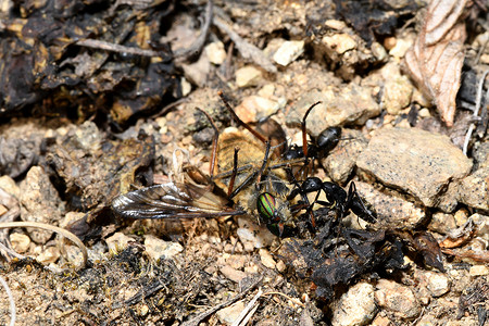 黑蚂蚁和在地上飞翔蜘蛛特写捕食者甲虫幼虫宏观害虫毛虫动物背景图片
