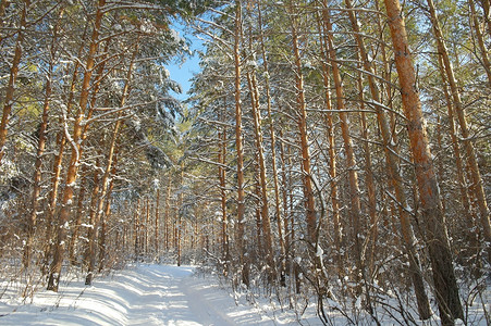 有松树的森林冬季风景小路童话植物旅行季节季节性木头暴风雪白色阳光背景图片