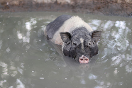游泳猪一只黑矮人猪浸在池塘里 沉浸在池塘里背景