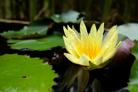在背景中以软焦点为焦点的对水面进行反射的近视黄色莲花花朵 选择性焦点公园百合水池宏观植物荷花叶子植物学美丽池塘背景