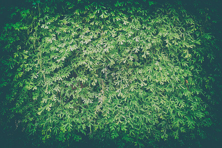 绿叶背景 适用于带有文本空间的演示文稿和 Web 模板木头薄荷叶子树篱花园植物群墙纸公园生长场地背景图片
