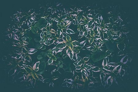 在深色对比中留下背景与复古风格异国环境热带叶子植物学绿色植物墙纸情调生活生长背景图片