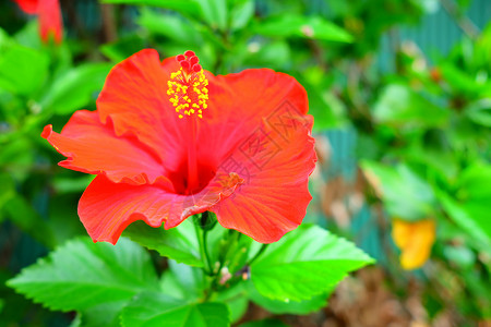 花园里的红中国玫瑰公园美丽雌蕊植物宏观花粉叶子衬套植物群木槿背景图片