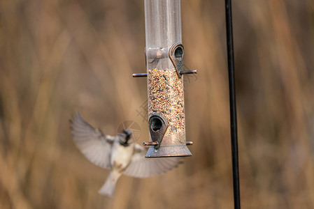 雄性家麻雀飞向有混合种种的园艺鸟类饲养器高清图片