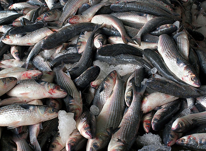 鱼拍卖时出售的灰鱼背景图片