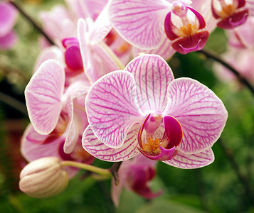 粉和紫蝴蝶兰花背景图片