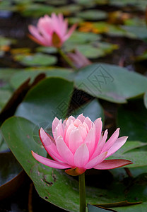 粉红水百合粉色池塘花瓣叶子背景图片