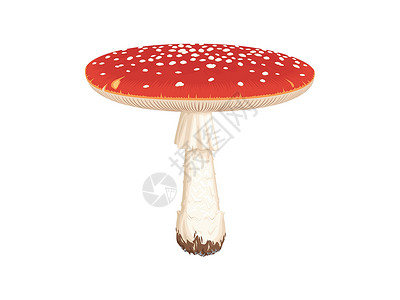 红色斑点蘑菇毒蝇伞Fly Agari插画