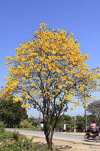 巴拉圭人季节叶子高清图片