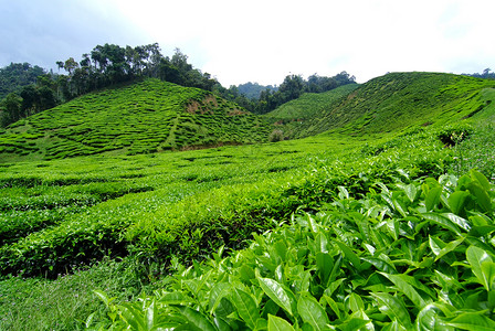 茶叶种植茶园叶子精品种植园公园绿地花园红茶潮红背景图片