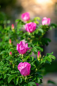 罗莎粉红野玫瑰春日荒野蔷薇野玫瑰茄子衬套植物花瓣叶子虞美人野蔷薇背景