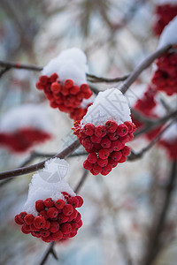 雪下山灰的红莓磨砂枝条季节浆果植物群雾凇降雪木头寒冷花梨木背景图片