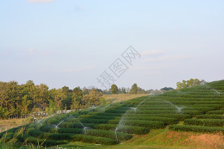 茶叶种植园潮红公园茶园叶子精品花园红茶绿地背景图片